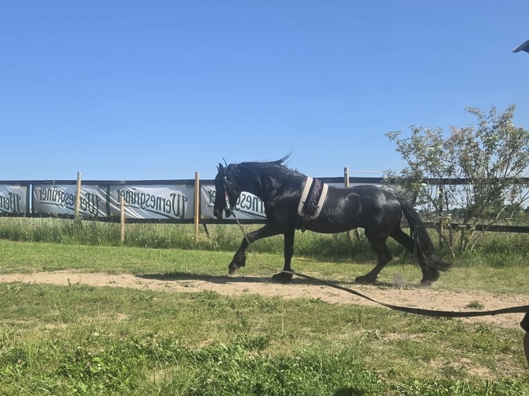 Frison Étalon 5 Ans 168 cm Noir in Lengenfeld