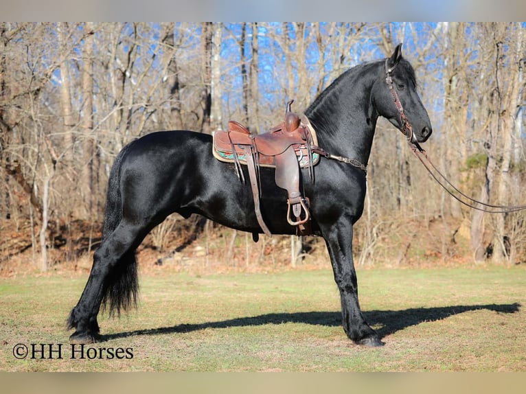 Frison Étalon 5 Ans 168 cm Noir in Hillsboro