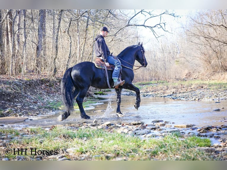 Frison Étalon 5 Ans 168 cm Noir in Hillsboro