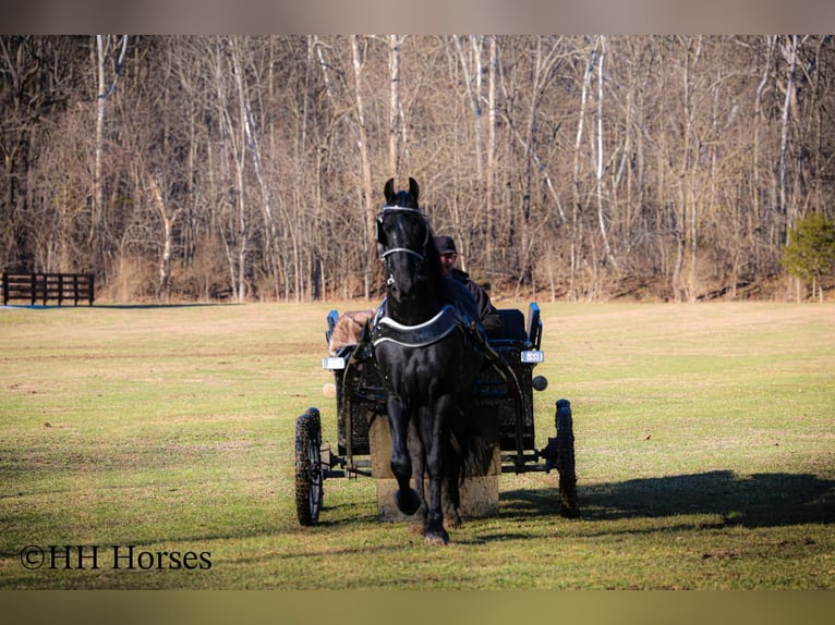 Frison Étalon 5 Ans 168 cm Noir in Hillsboro