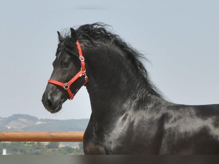 Frison Étalon 5 Ans 170 cm Noir in Ochtendung