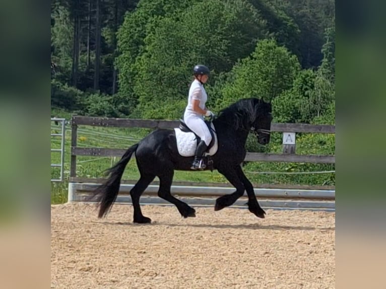 Frison Étalon 5 Ans 170 cm Noir in Michelstadt