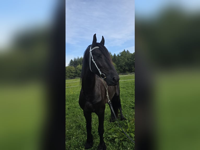 Frison Étalon 5 Ans 170 cm Noir in Michelstadt