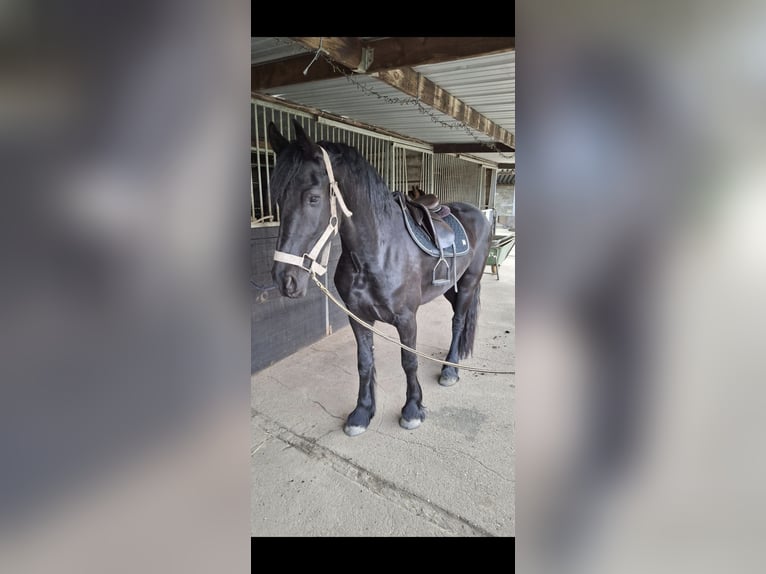 Frison Étalon 5 Ans 175 cm Noir in Olmen