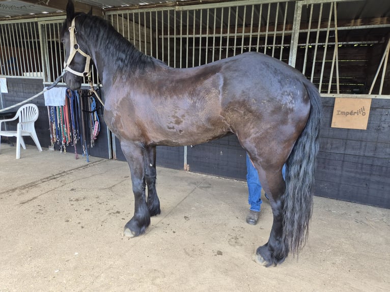 Frison Étalon 5 Ans 175 cm Noir in Olmen