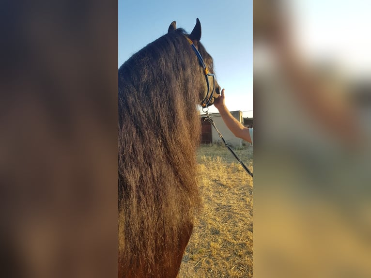 Frison Étalon 5 Ans Noir in Espinar, De El (Estacion)