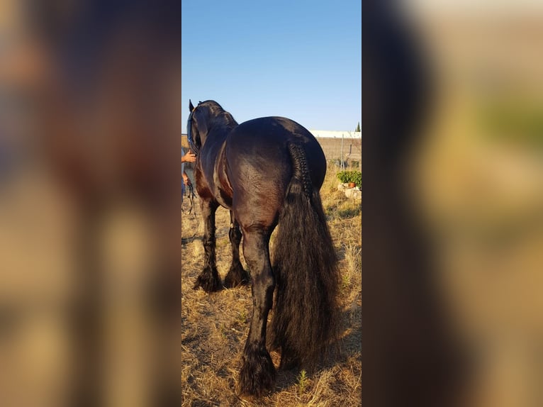 Frison Étalon 5 Ans Noir in Espinar, De El (Estacion)