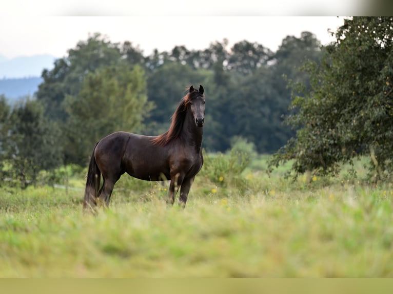 Frison Étalon 6 Ans 162 cm Noir in Feldkirchen-Westerham