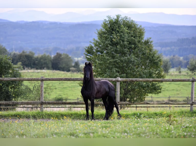 Frison Étalon 6 Ans 162 cm Noir in Feldkirchen-Westerham