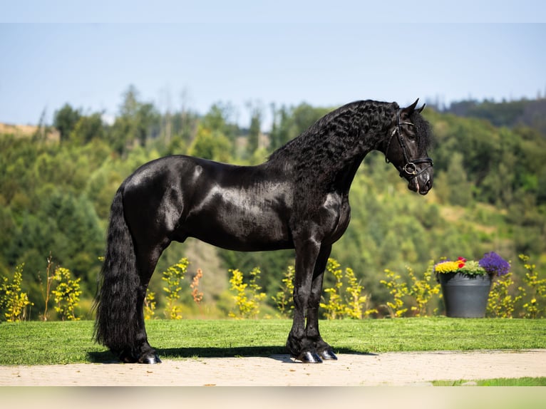 Frison Étalon 6 Ans 163 cm Noir in Meinerzhagen