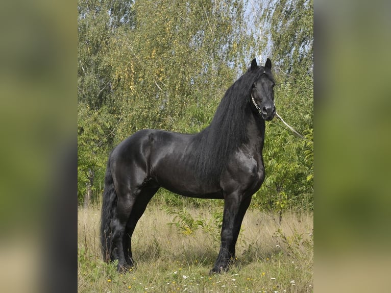 Frison Étalon 6 Ans 165 cm Noir in Lodz