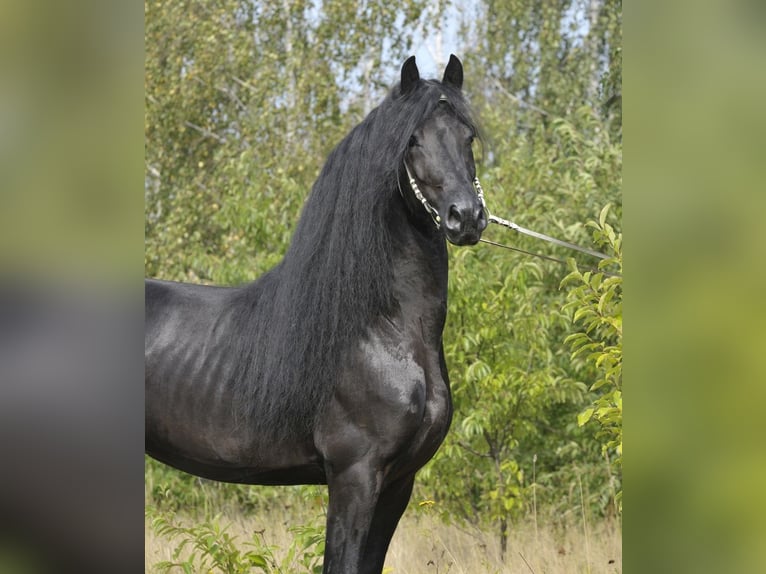 Frison Étalon 6 Ans 165 cm Noir in Lodz