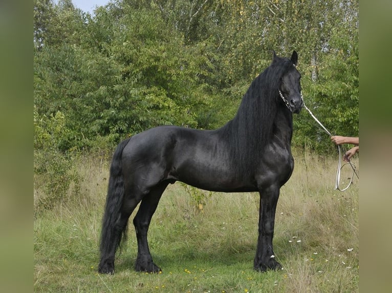 Frison Étalon 6 Ans 165 cm Noir in Lodz