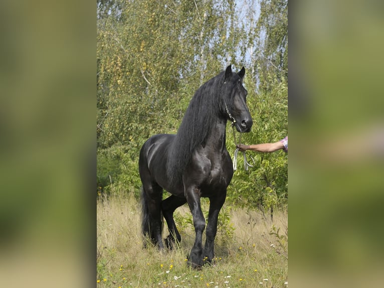 Frison Étalon 6 Ans 165 cm Noir in Lodz