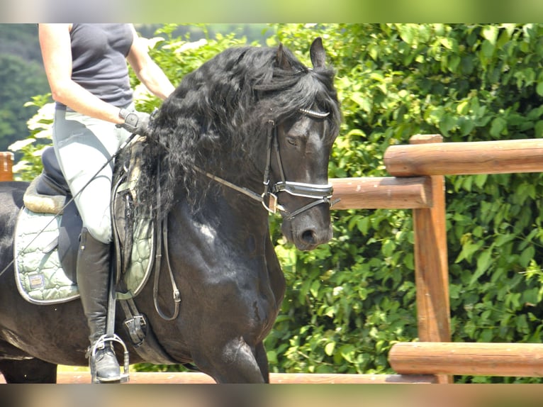 Frison Étalon 6 Ans 165 cm Noir in Ochtendung
