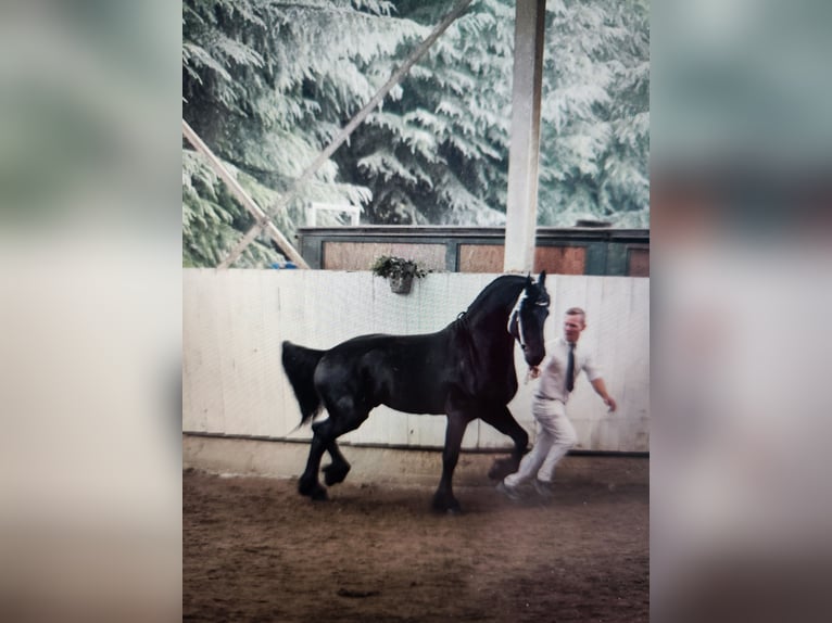 Frison Étalon 6 Ans 169 cm Noir in Reggio Emilia
