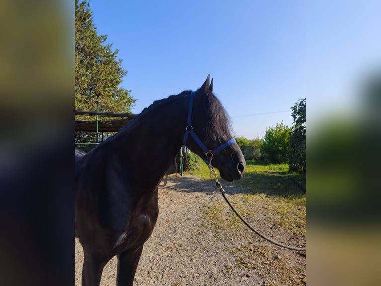 Frison Étalon 6 Ans 169 cm Noir in Reggio Emilia