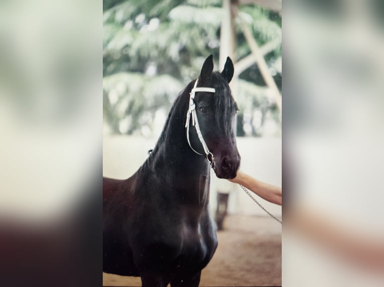 Frison Étalon 6 Ans 169 cm Noir in Reggio Emilia