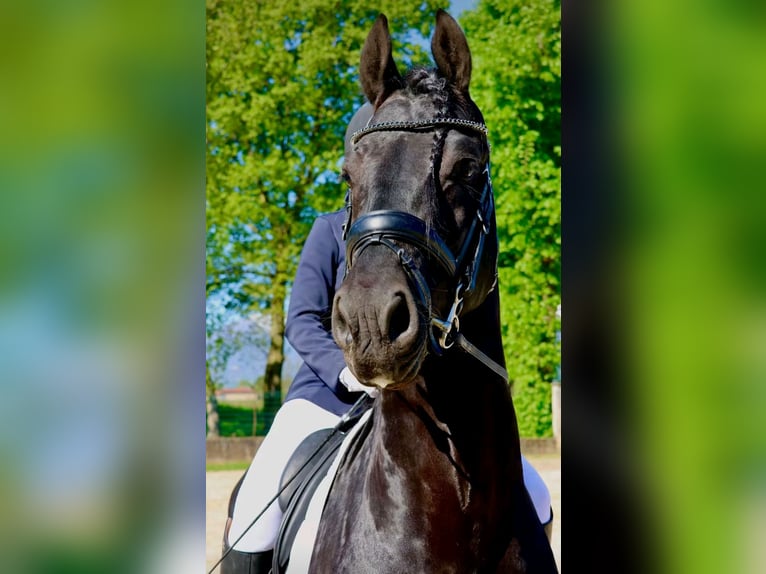 Frison Étalon 6 Ans 169 cm Noir in Reggio Emilia