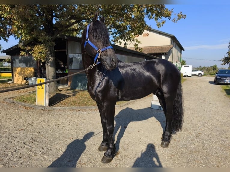 Frison Étalon 6 Ans 169 cm Noir in Reggio Emilia