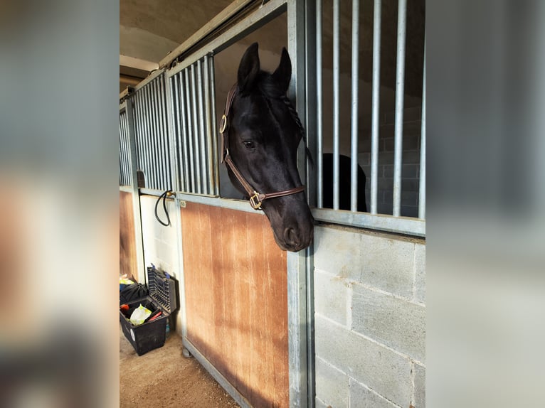 Frison Étalon 6 Ans 169 cm Noir in Reggio Emilia