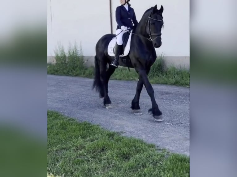 Frison Étalon 6 Ans 169 cm Noir in Reggio Emilia