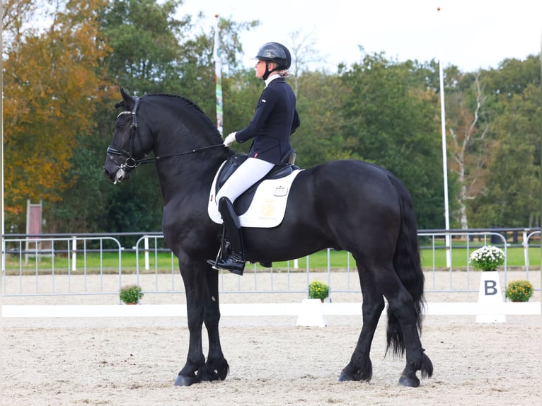 Frison Étalon 6 Ans 170 cm Noir in Aalsmeer