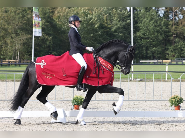 Frison Étalon 6 Ans 170 cm Noir in Aalsmeer