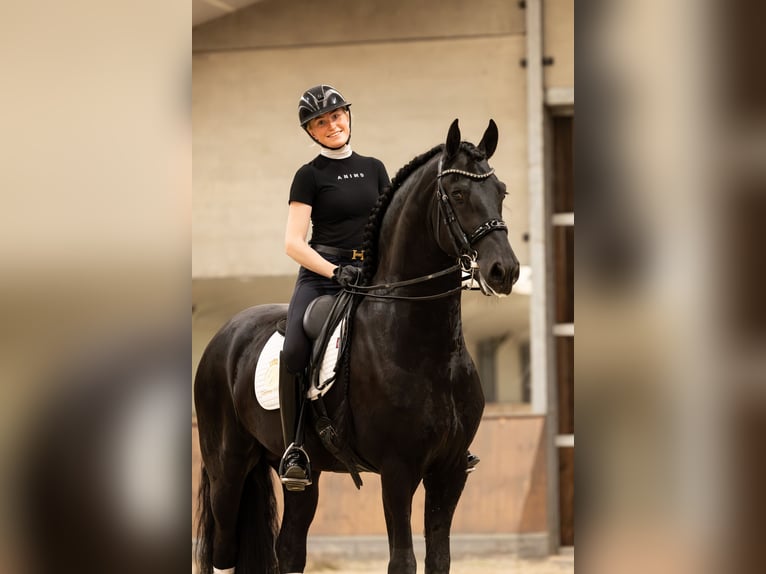 Frison Étalon 6 Ans 170 cm Noir in Aalsmeer