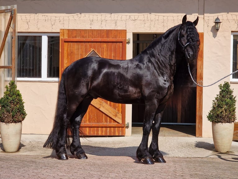 Frison Étalon 6 Ans 173 cm Noir in Ochtendung