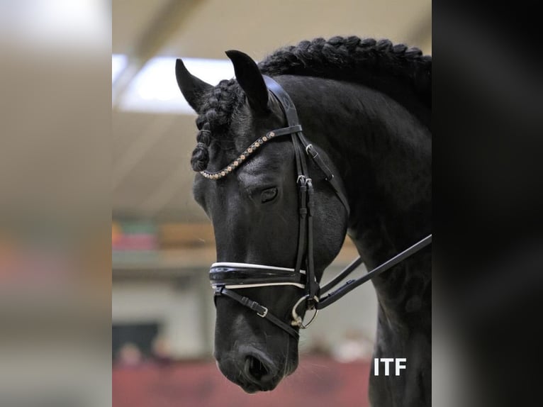 Frison Étalon 7 Ans 161 cm Noir in Saint Martin de nigelles