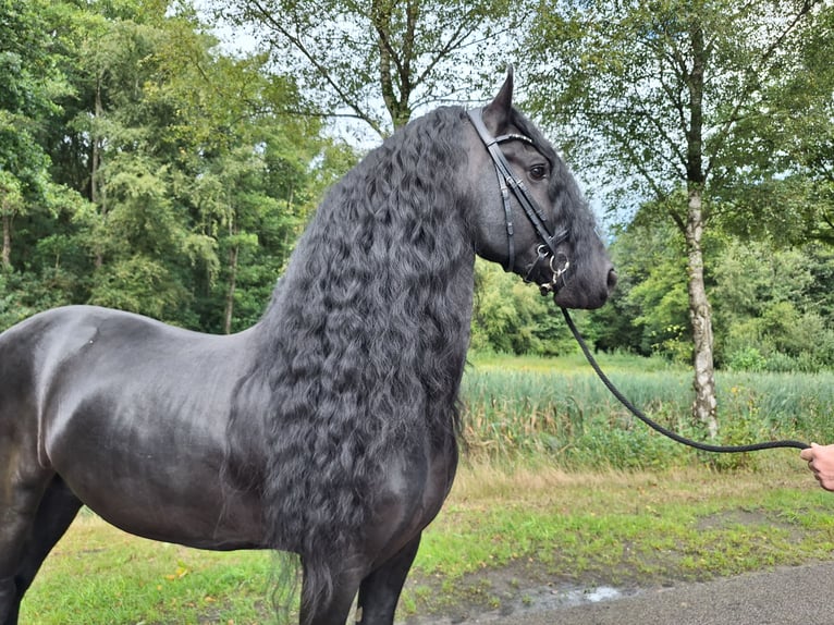 Frison Étalon 7 Ans 163 cm Noir in Dalen