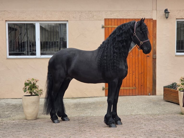 Frison Étalon 7 Ans 165 cm Noir in Ochtendung