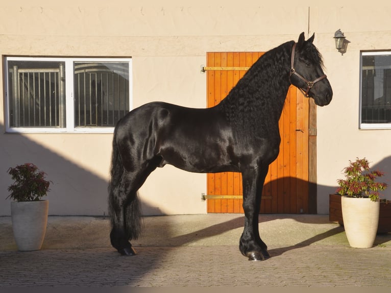 Frison Étalon 7 Ans 165 cm Noir in Ochtendung