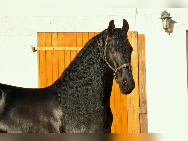 Frison Étalon 7 Ans 165 cm Noir in Ochtendung