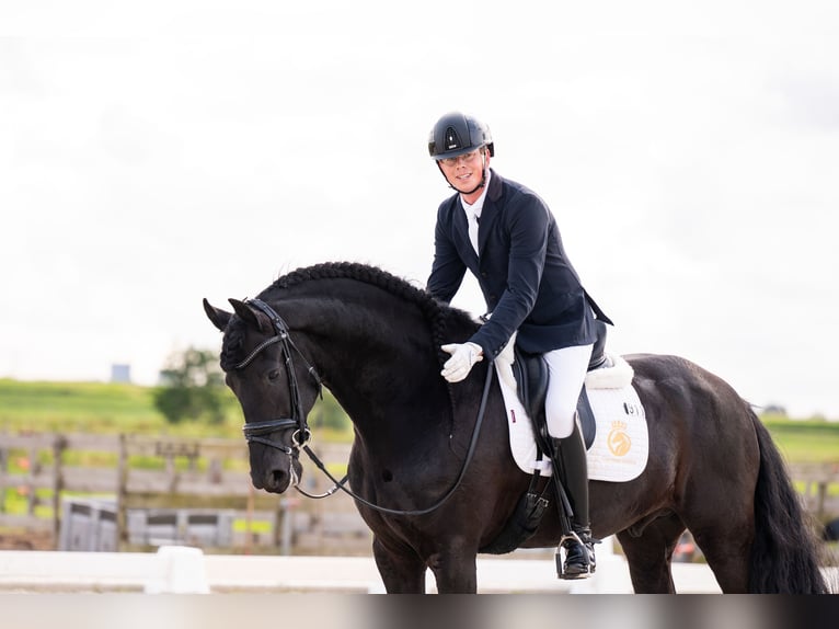 Frison Étalon 7 Ans 165 cm Noir in Vijfhuizen
