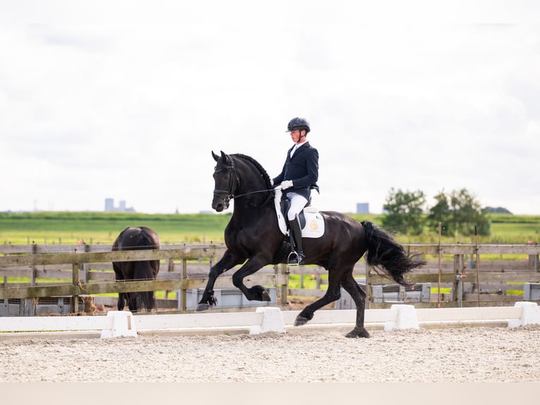 Frison Étalon 7 Ans 165 cm Noir in Vijfhuizen