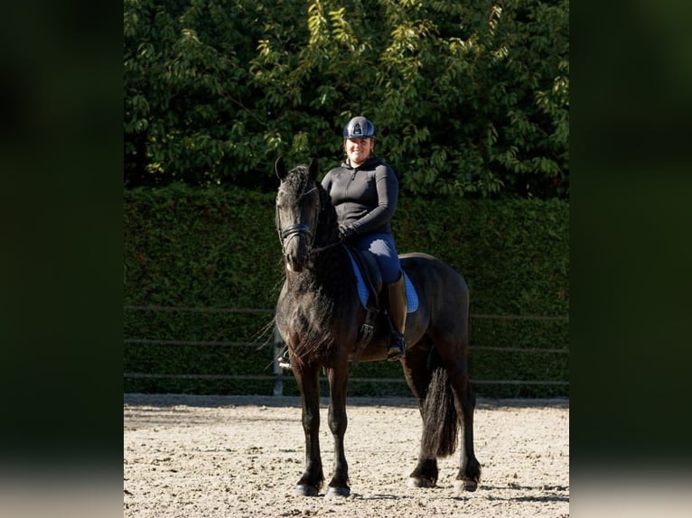 Frison Étalon 7 Ans 166 cm Noir in Stadskanaal