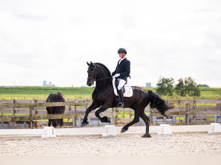 Frison Étalon 7 Ans 166 cm Noir in Waverveen