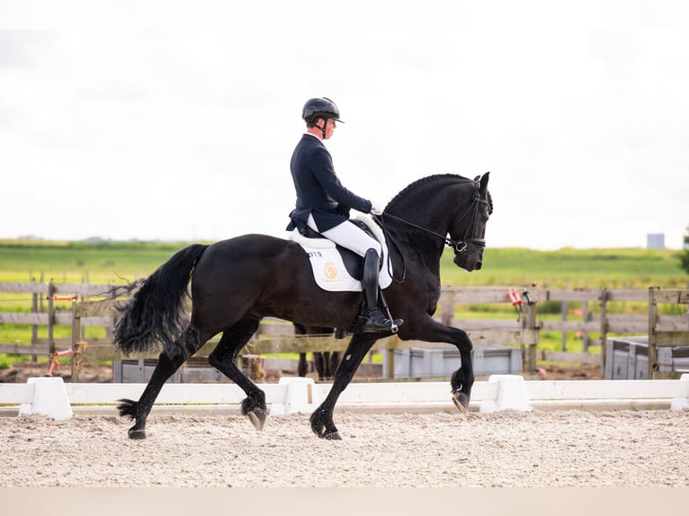 Frison Étalon 7 Ans 166 cm Noir in Waverveen