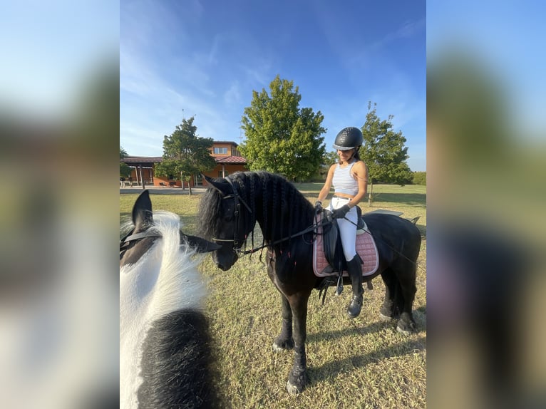 Frison Étalon 7 Ans 172 cm Noir in Boccaleone