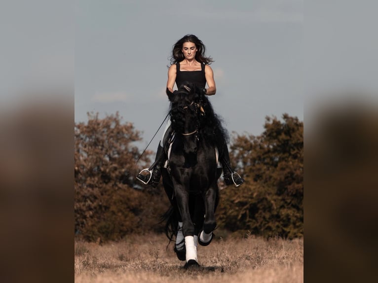 Frison Étalon 7 Ans 172 cm Noir in Boccaleone