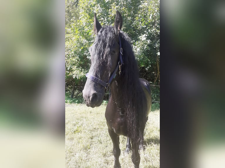 Frison Étalon 7 Ans 172 cm Noir in Breitenfurt bei Wien