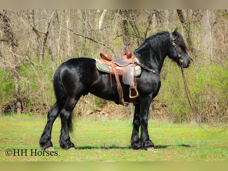 Frison Étalon 8 Ans 157 cm Noir in Flemingsburg