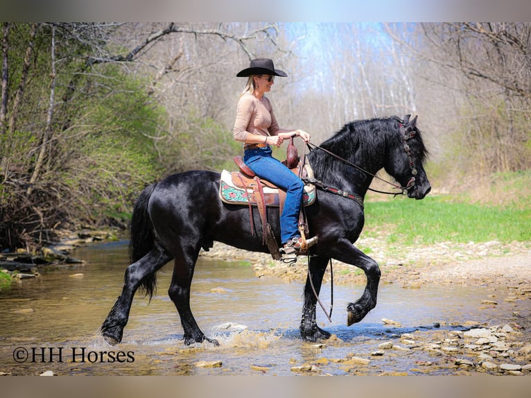 Frison Étalon 8 Ans 157 cm Noir in Flemingsburg