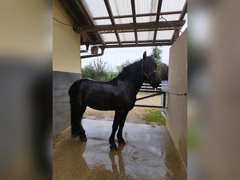 Frison Croisé Étalon 8 Ans 160 cm Noir in Feichten an der Alz