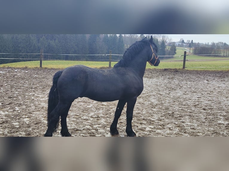 Frison Croisé Étalon 8 Ans 160 cm Noir in Feichten an der Alz