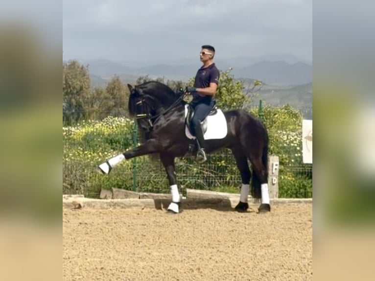 Frison Étalon 8 Ans 163 cm Noir in Malaga
