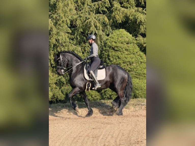 Frison Étalon 8 Ans 164 cm Noir in Kaarst