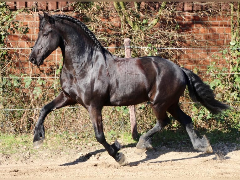 Frison Étalon 8 Ans 164 cm Noir in Kaarst